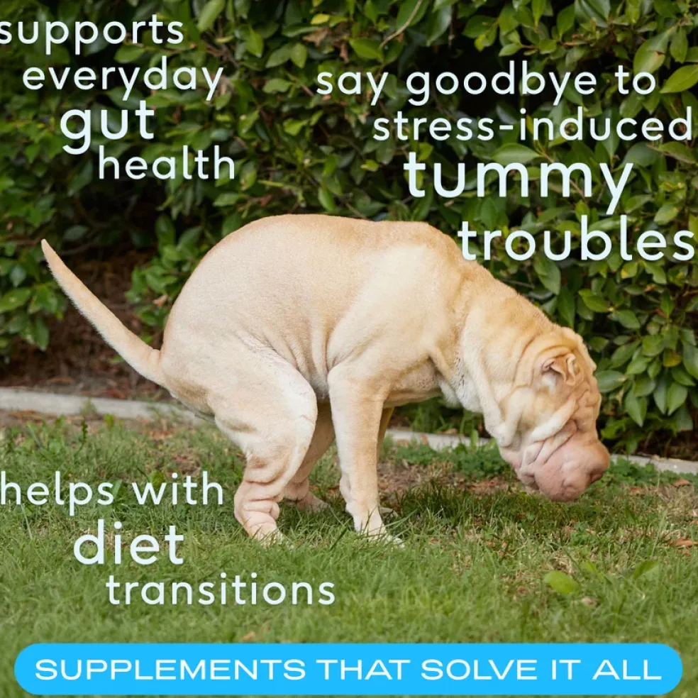 Native Pet Probiotic & Prebiotic Powder for Dogs