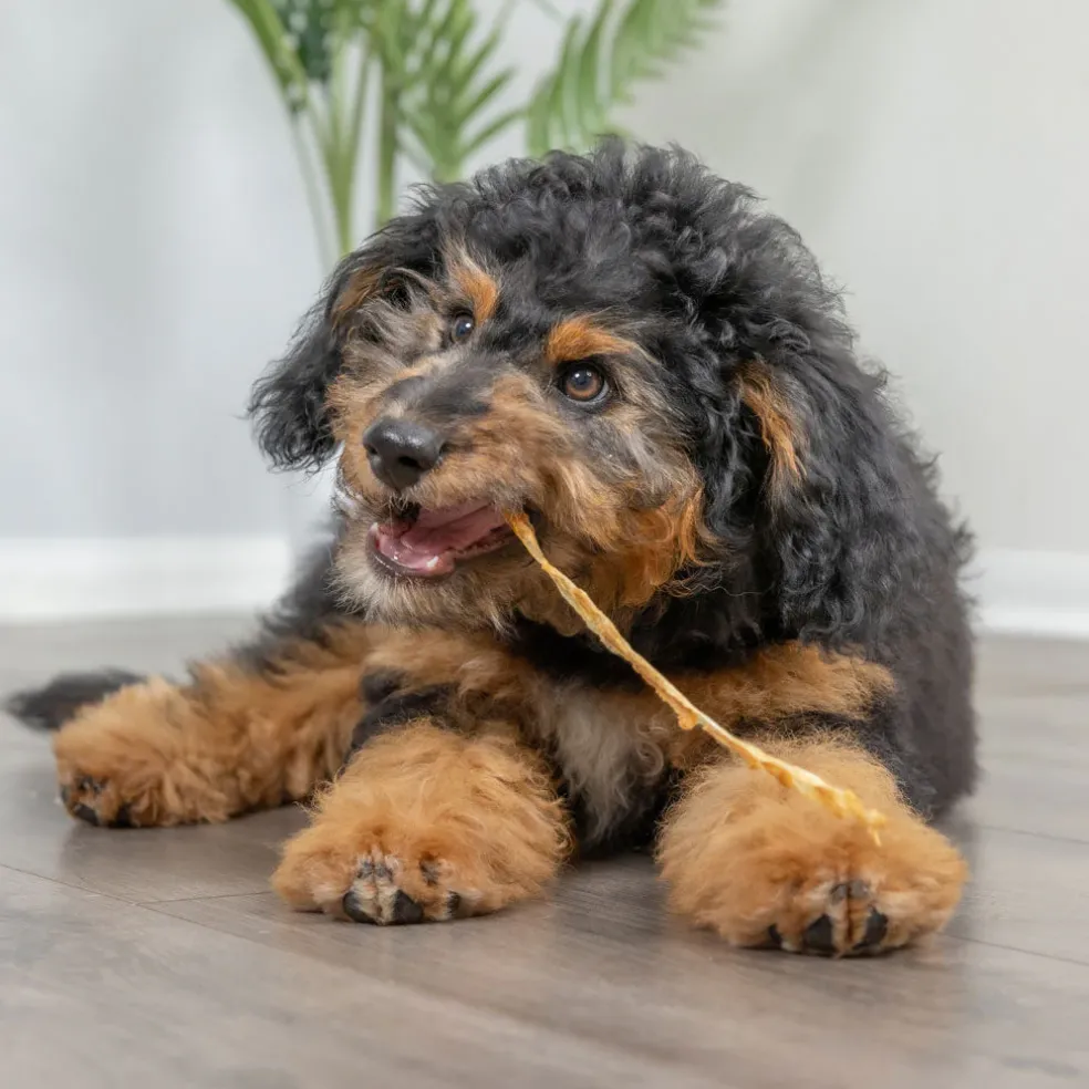 Natural Cravings USA Turkey Tendons Chew for Dogs & Cats, 3-oz