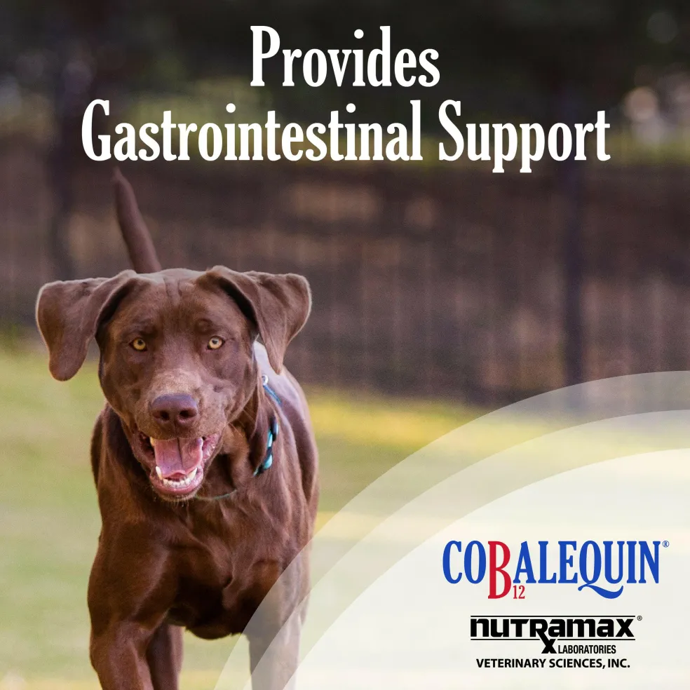 Nutramax Cobalequin B12 Supplement for Medium to Large Dogs, 45 Chewable Tablets
