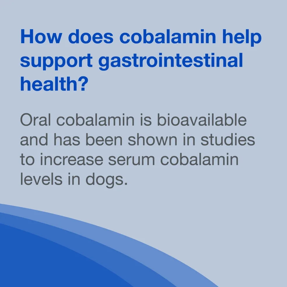 Nutramax Cobalequin B12 Supplement for Medium to Large Dogs, 45 Chewable Tablets
