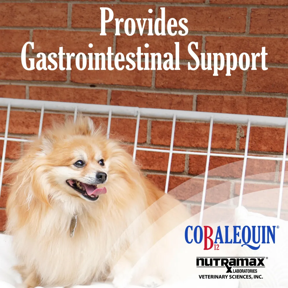 Nutramax Cobalequin B12 Supplement for Cats and Small Dogs, 45 Chewable Tablets