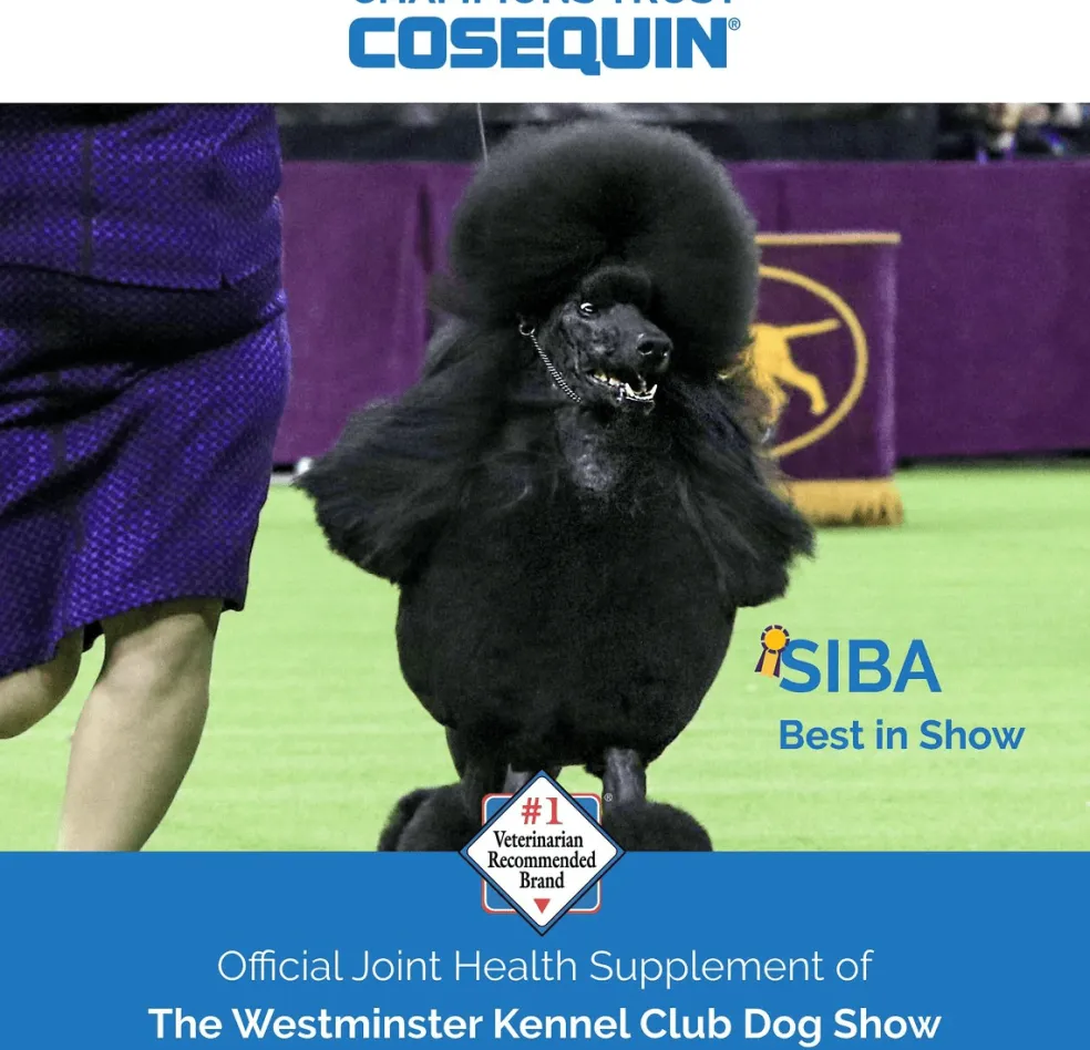 Nutramax Cosequin Maximum Strength Joint Health Supplement for Dogs - With Glucosamine, Chondroitin, and MSM