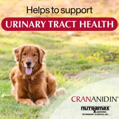 Nutramax Crananidin Cranberry Extract Urinary Tract Health Supplement for Dogs, 75 Chewable Tablets