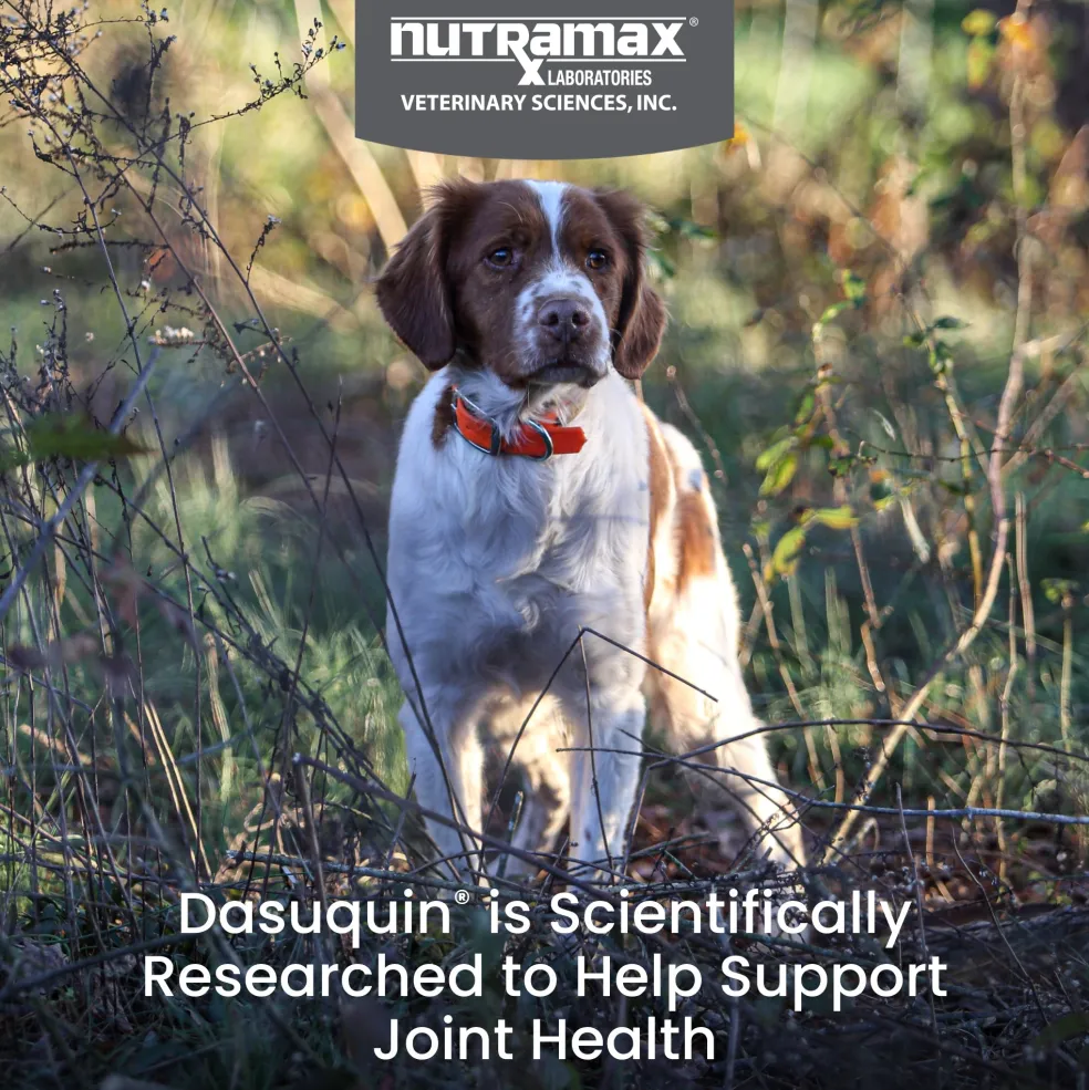 Nutramax Dasuquin Joint Health Supplement for Small to Medium Dogs - With Glucosamine, Chondroitin, ASU, MSM, Boswellia Serrata Extract, Green Tea Extract, Chewable Tablets