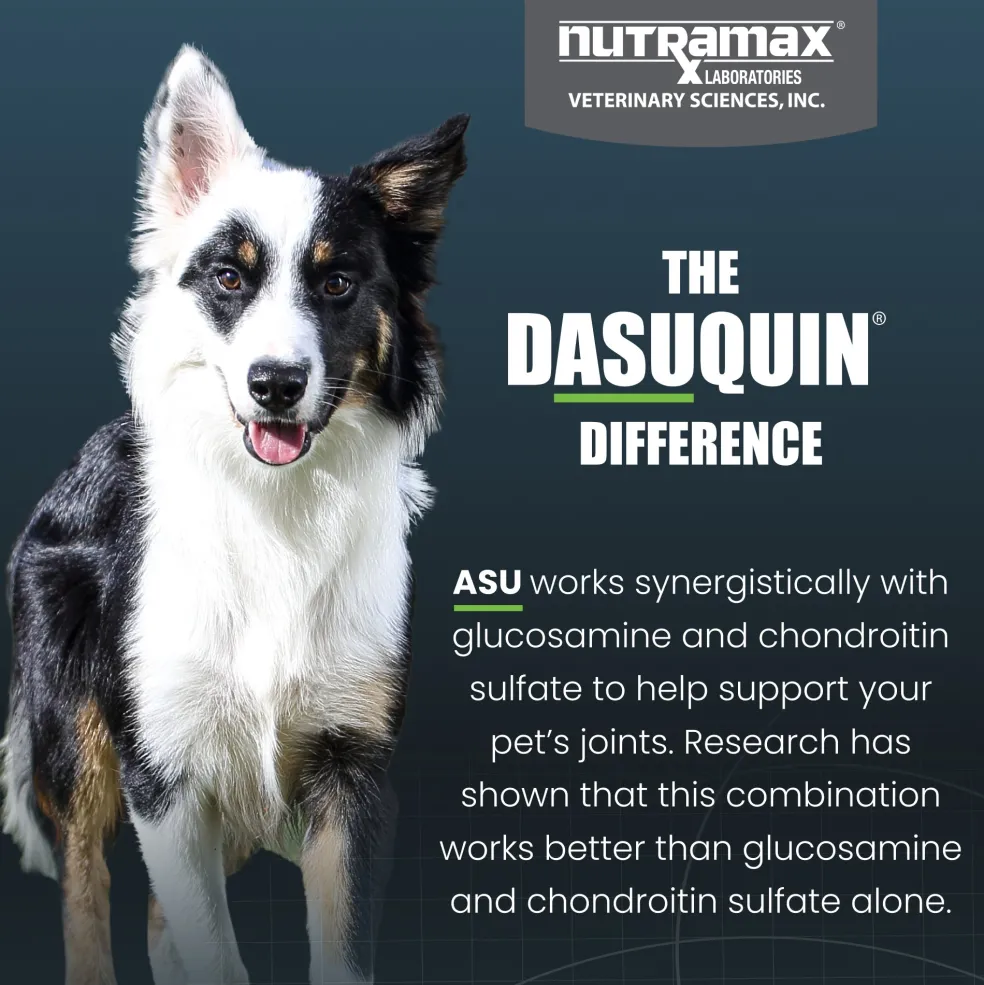 Nutramax Dasuquin Joint Health Supplement for Small to Medium Dogs - With Glucosamine, Chondroitin, ASU, MSM, Boswellia Serrata Extract, Green Tea Extract, Chewable Tablets
