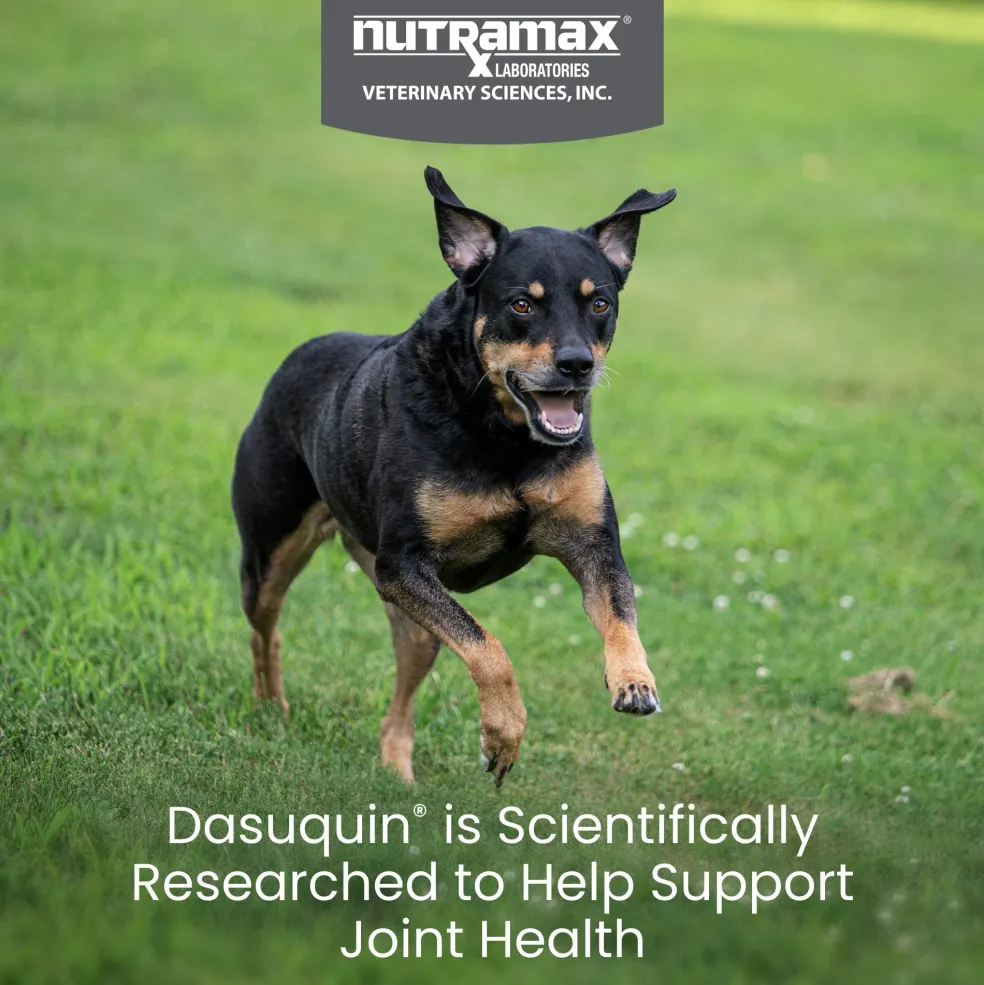 Nutramax Dasuquin Joint Health Supplement for Small to Medium Dogs - With Glucosamine, Chondroitin, ASU, Boswellia Serrata Extract and Green Tea Extract, Chewable Tablets