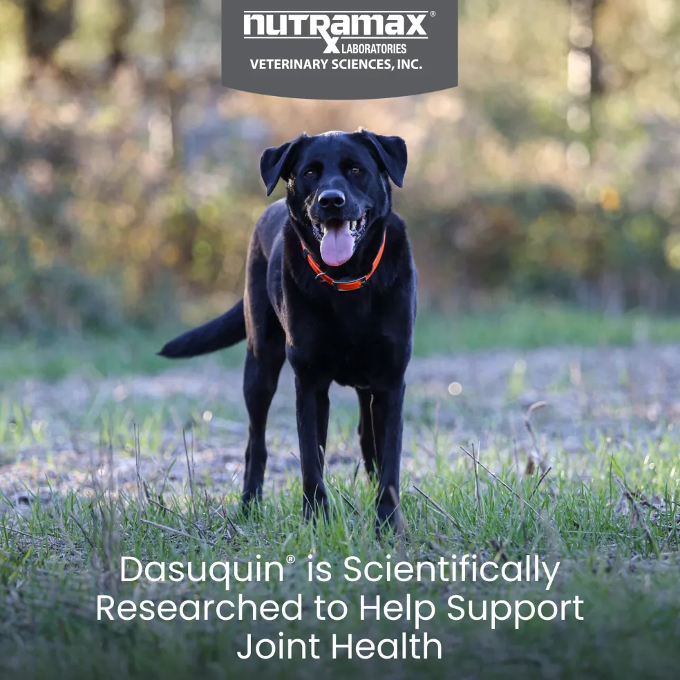 Nutramax Dasuquin Joint Health Supplement for Large Dogs - With Glucosamine, Chondroitin, ASU, Boswellia Serrata Extract, and Green Tea Extract, Chewable Tablets