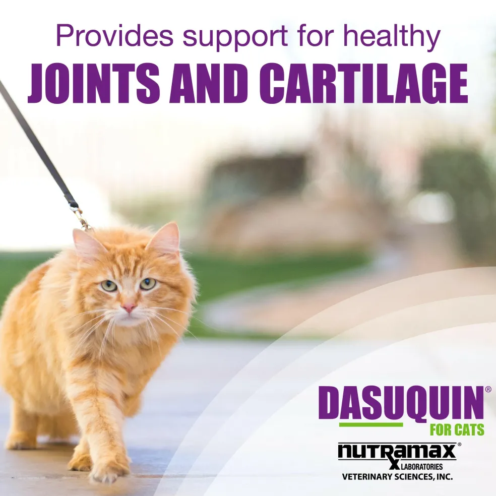 Nutramax Dasuquin Joint Health Supplement for Cats - With Glucosamine, Chondroitin, ASU, Boswellia Serrata Extract, and Green Tea Extract, 84 Capsules
