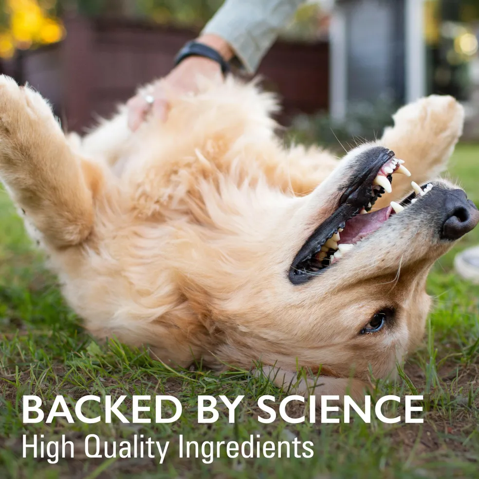 Nutramax Imuquin Immune Health Supplement Powder for Dogs, 30 Packets