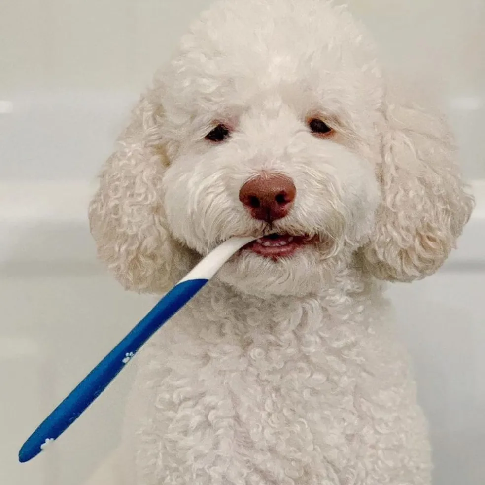 Nylabone Advanced Oral Care Dog Dental Kit