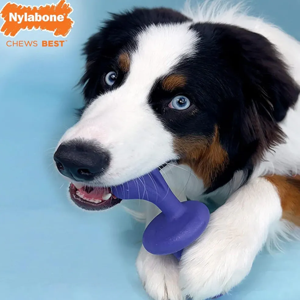 Nylabone Power Chew Rolling Dog Toy, Blue, Large/Giant