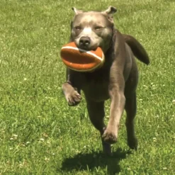 Nylabone Power Play Football Gripz Dog Toy