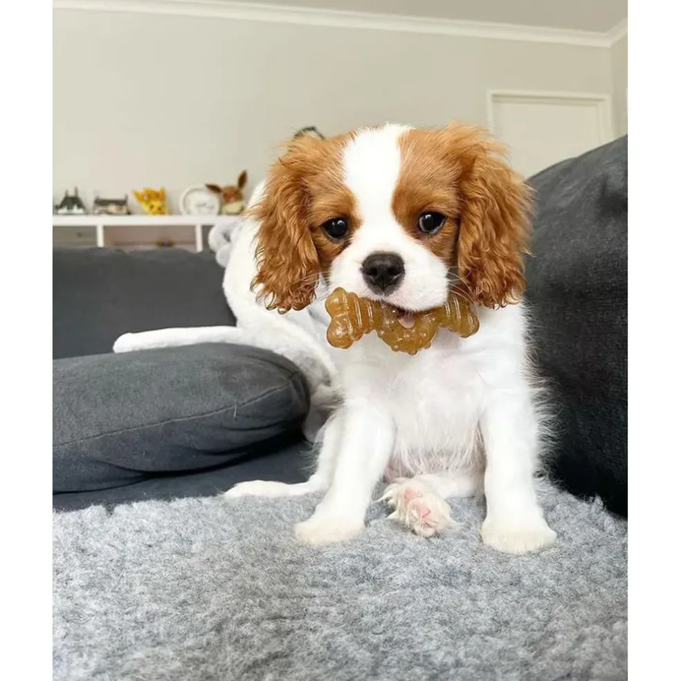 Nylabone Puppy Chew Ring Chicken Flavored Puppy Chew Toy