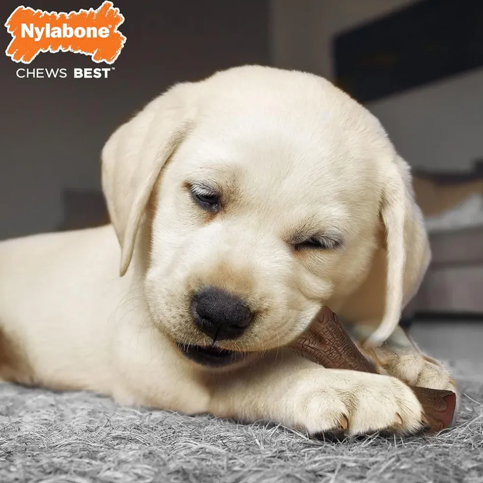 Nylabone Puppy Chew Stages Triple Pack Chewy Toys Puppy Stages Triple Pack, Medium, 3 count