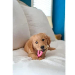 Nylabone Puppy Chew Toy Wishbone Chicken Flavor, X-Small/Petite