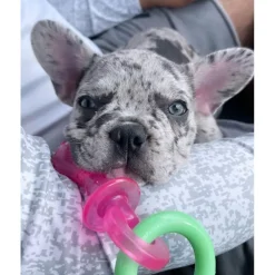 Nylabone Puppy Pacifier Teething Chew Bacon Flavored Dog Toy, Small/Regular
