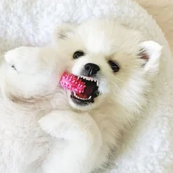 Nylabone Puppy Teething & Soothing Chew Toy Chicken Flavor