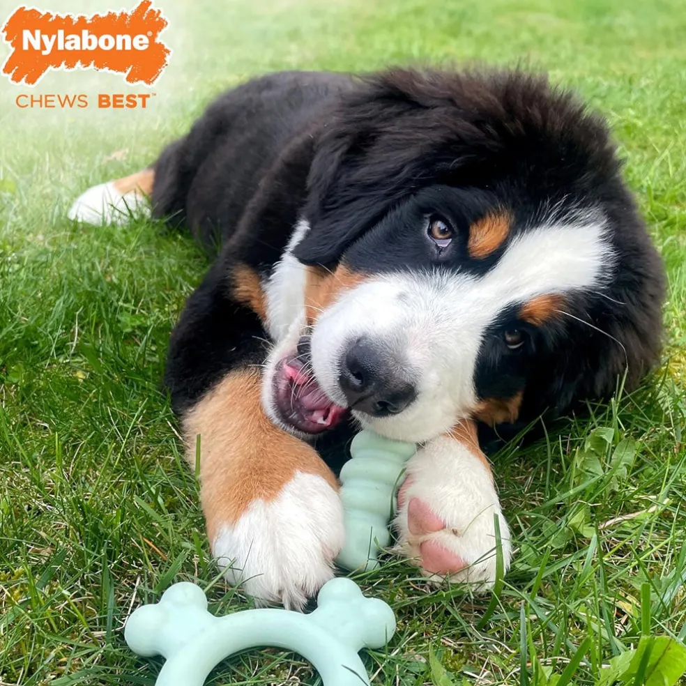 Nylabone Sensory Material Puppy Teething Ring Chicken Flavor, Small