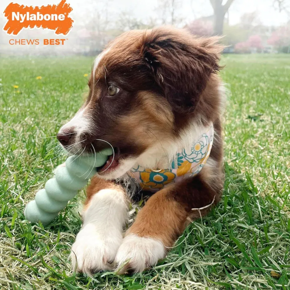 Nylabone Sensory Material Puppy Teething Stick Peanut Butter Flavor, Small