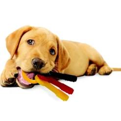 Nylabone Teething Keys Puppy Chew Bacon Flavored Dog Toy