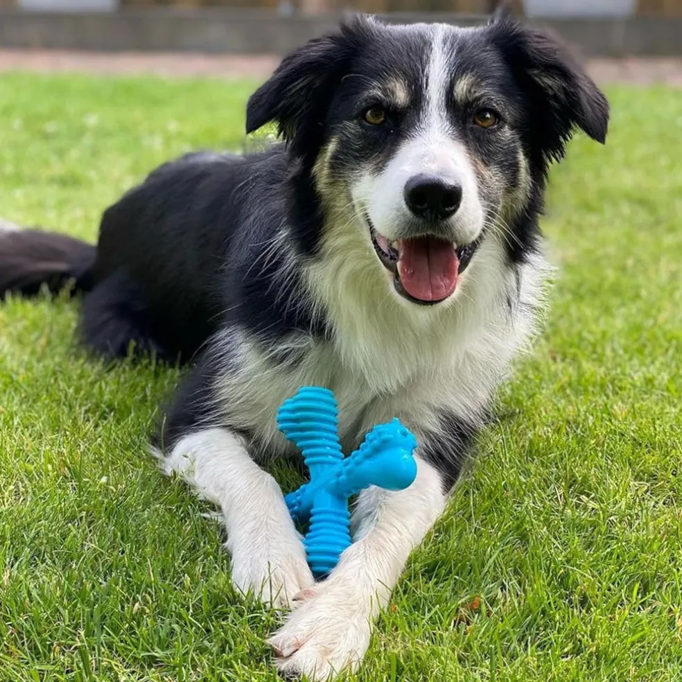 Nylabon Power Chew X Bone Chew Toy for Puppies, Beef Flavor