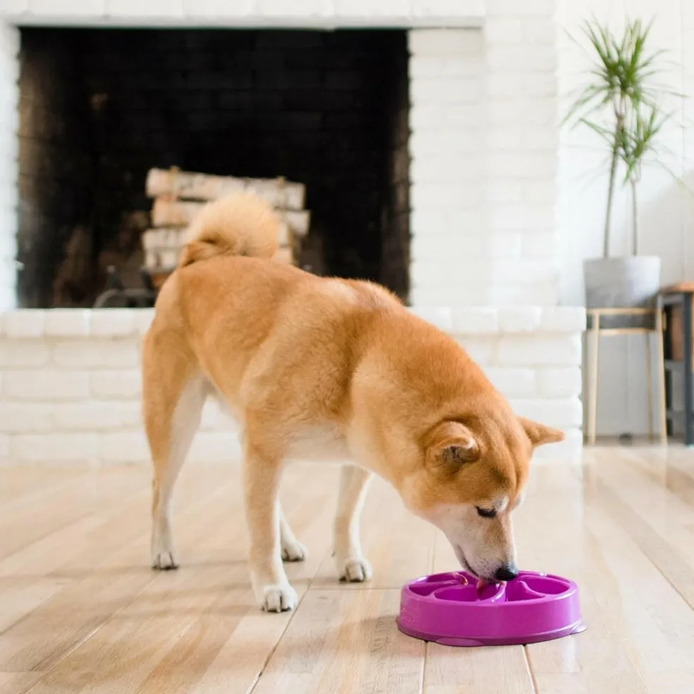 Outward Hound Fun Feeder Slo Bow Slow Feeder Dog Bowl, Purple Flower