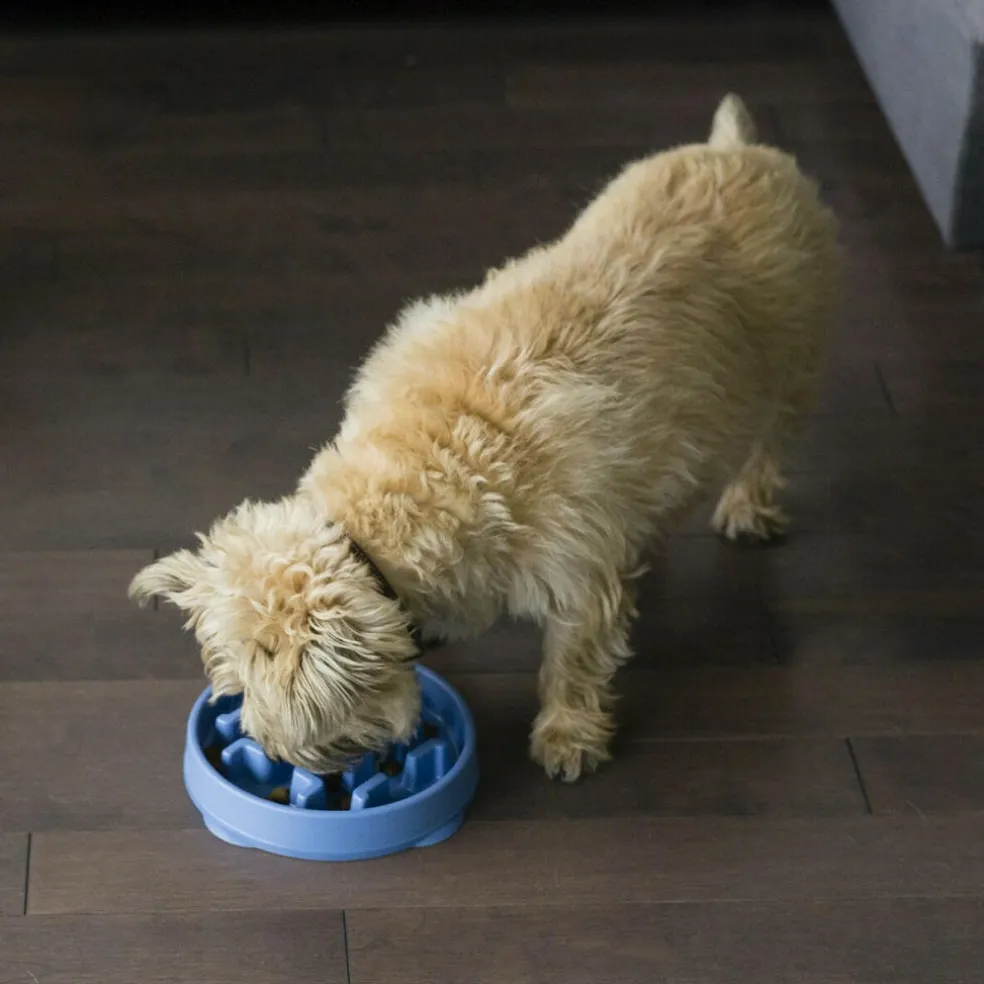 Outward Hound Fun Feeder Slo Bowl Slow Feeder Dog Bowl, Blue
