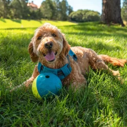 Outward Hound Nina Ottosson Treat Tumble Toy For Dogs - Small (Blue & Yellow)