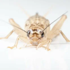 Ovipost Banded Adult Live Feed Crickets Reptile Food, Large, 3/4"