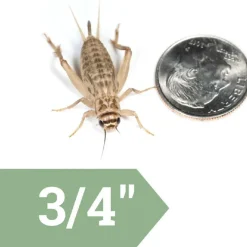 Ovipost Banded Adult Live Feed Crickets Reptile Food, Large, 3/4"