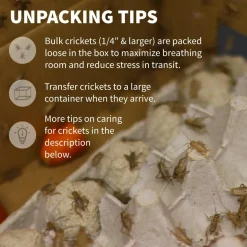 Ovipost Banded Adult Live Feed Crickets Reptile Food, Large, 3/4