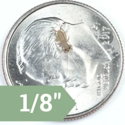Ovipost Banded Adult Live Feed Crickets Reptile Food, X-Small, 1/8"