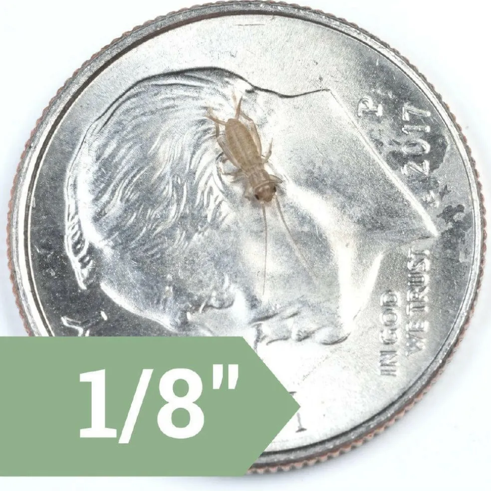 Ovipost Banded Adult Live Feed Crickets Reptile Food, X-Small, 1/8"