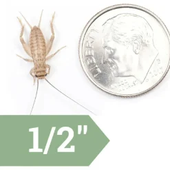 Ovipost Banded Adult Live Feed Crickets Reptile Food, Medium, 1/2"