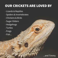 Ovipost Banded Adult Live Feed Crickets Reptile Food, Medium, 1/2