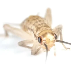 Ovipost Banded Adult Live Feed Crickets Reptile Food, Small, 1/4"