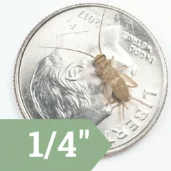 Ovipost Banded Adult Live Feed Crickets Reptile Food, Small, 1/4"