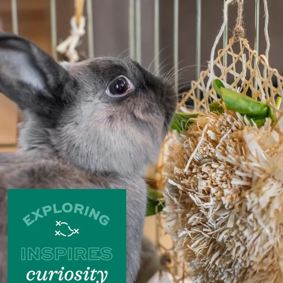 Oxbow Enriched Life Small Animal Play Center