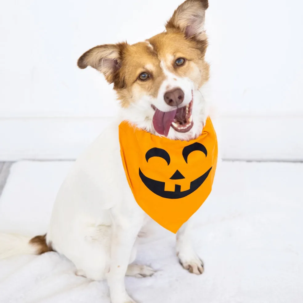 Pearhead Pumpkin Dog Halloween Bandana, Medium/Large