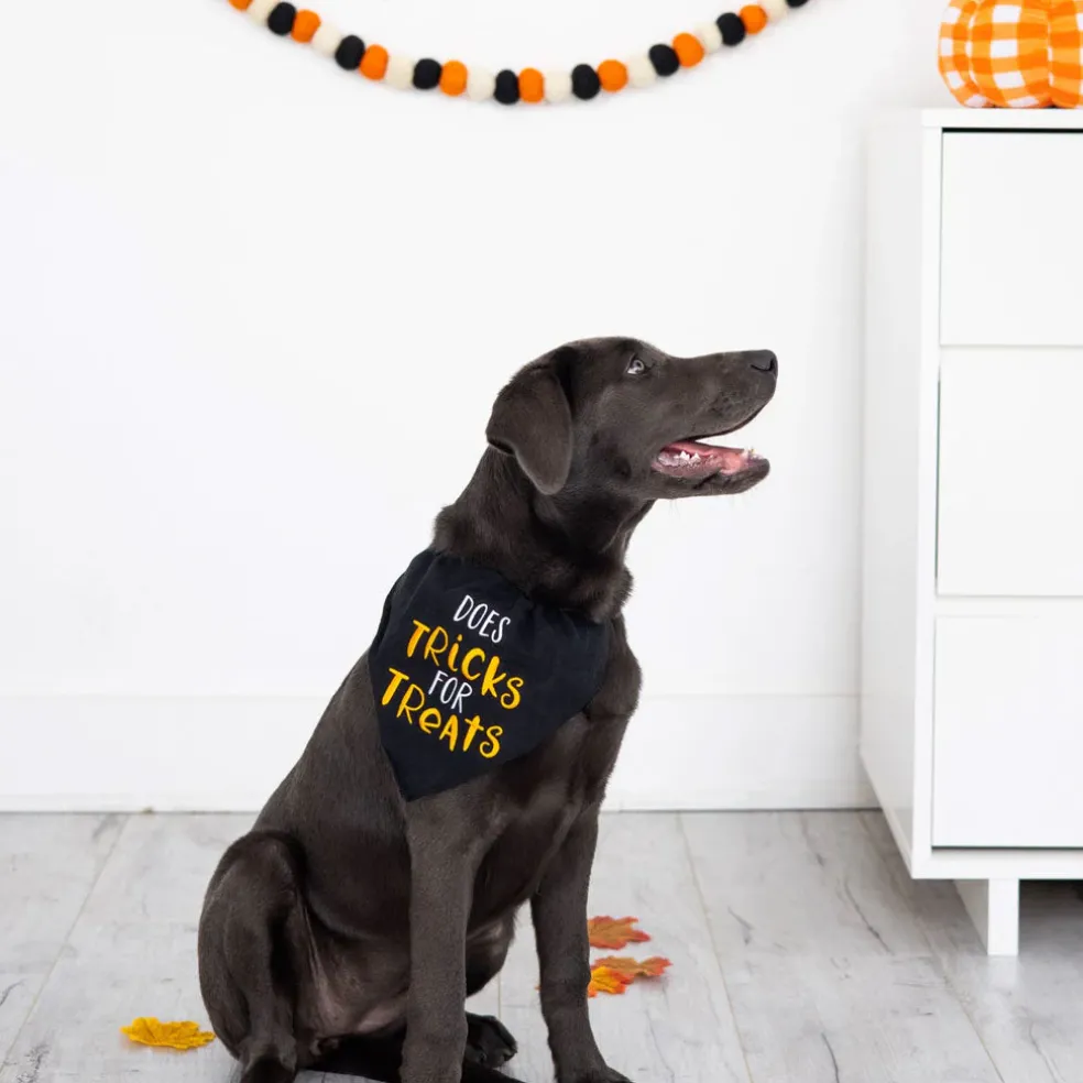 Pearhead Trick or Treat Dog Halloween Bandana, Small/Medium