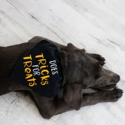 Pearhead Trick or Treat Dog Halloween Bandana, Small/Medium