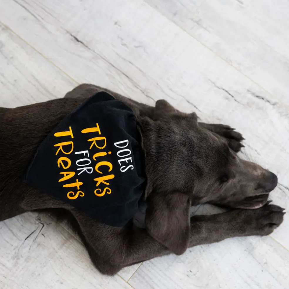 Pearhead Trick or Treat Dog Halloween Bandana, Small/Medium