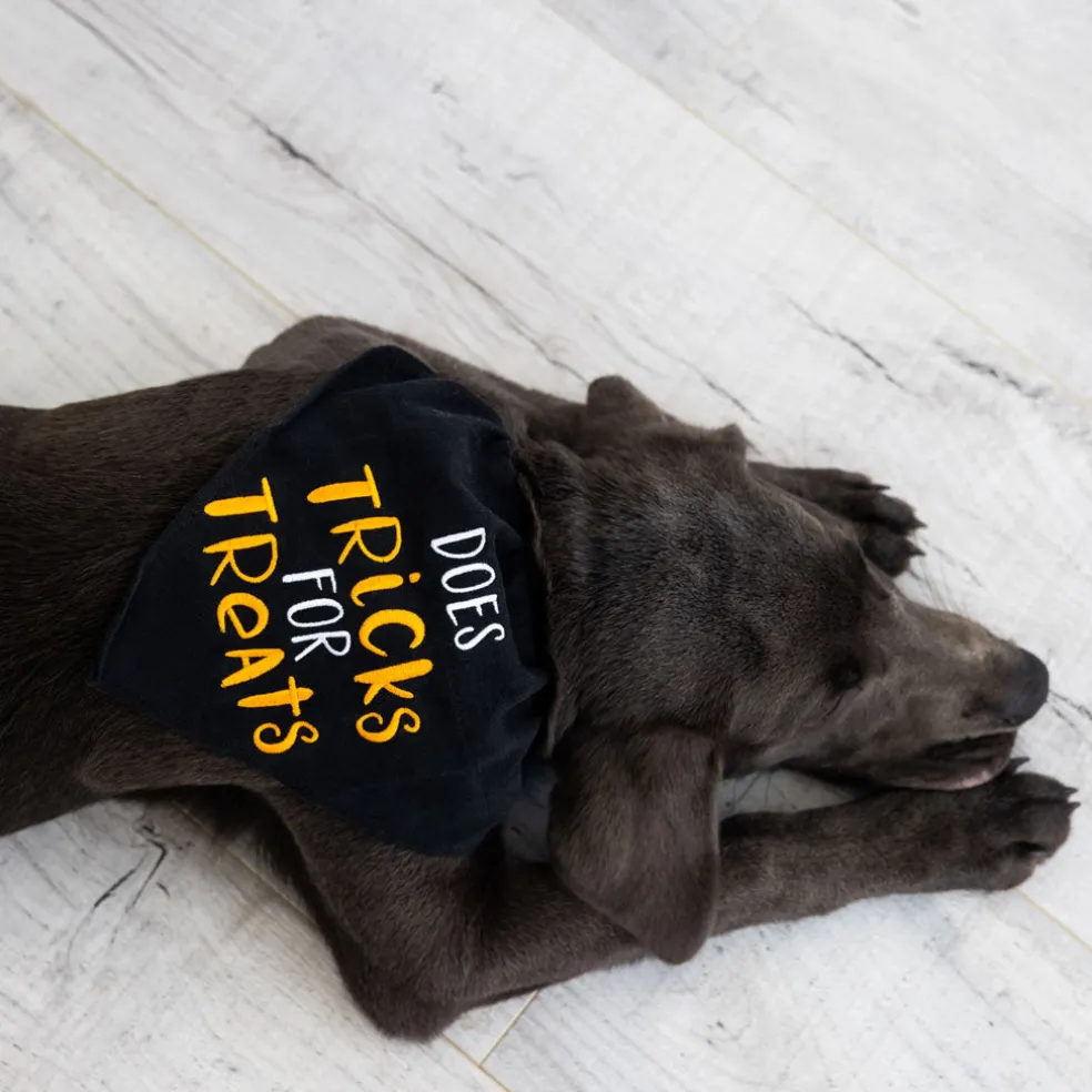 Pearhead Trick or Treat Dog Halloween Bandana, Small/Medium