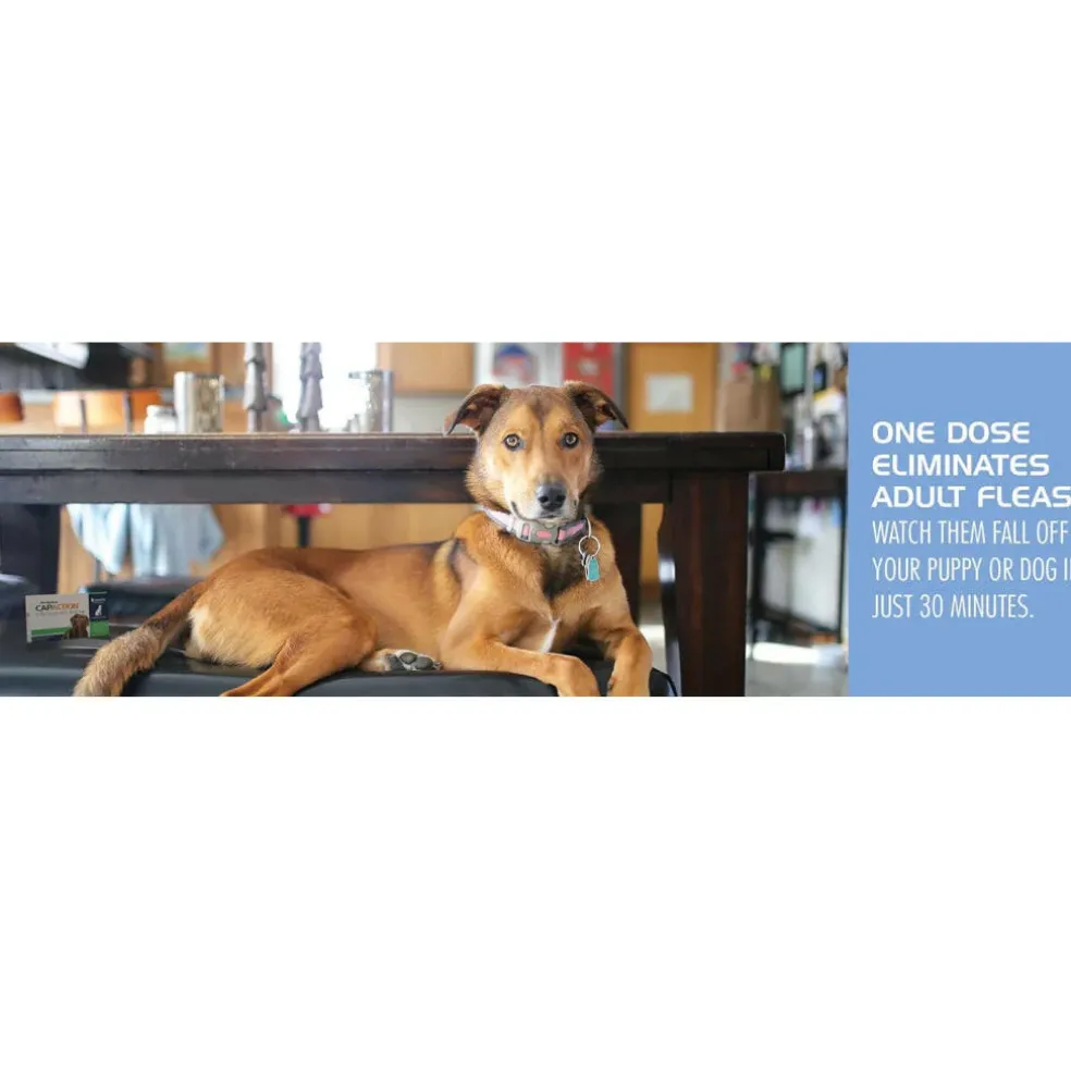 PetArmor CapAction Oral Flea Treatment Tabs For Dogs >25LB (6 Count)