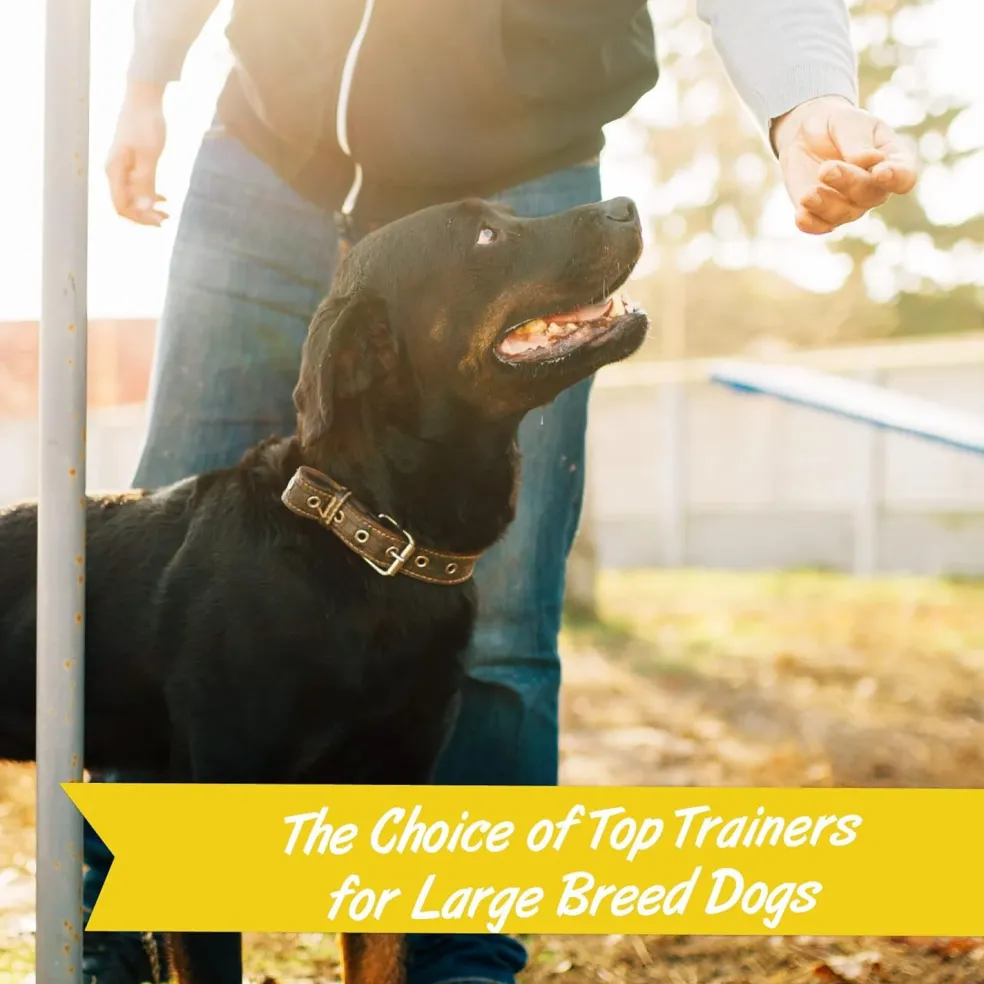 Pet Botanics Training Rewards Soft & Chewy Bacon Flavor Large Bites (1.25 lb)