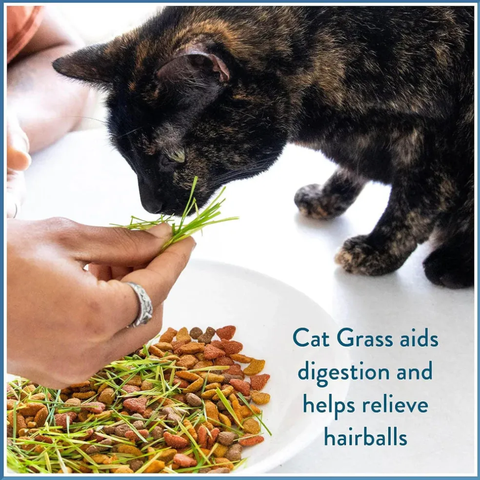 Pet Greens Garden Pet Grass Self-Grow Kit Organic Wheatgrass, 3-oz