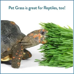 Pet Greens Medley Pet Grass Self-Grow Kit Organic Oat, Rye, & Barley Blend, 3-oz