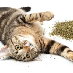 Petlinks HappyNip Silvervine Catnip Blend Catnip For Cats (0.5 oz)