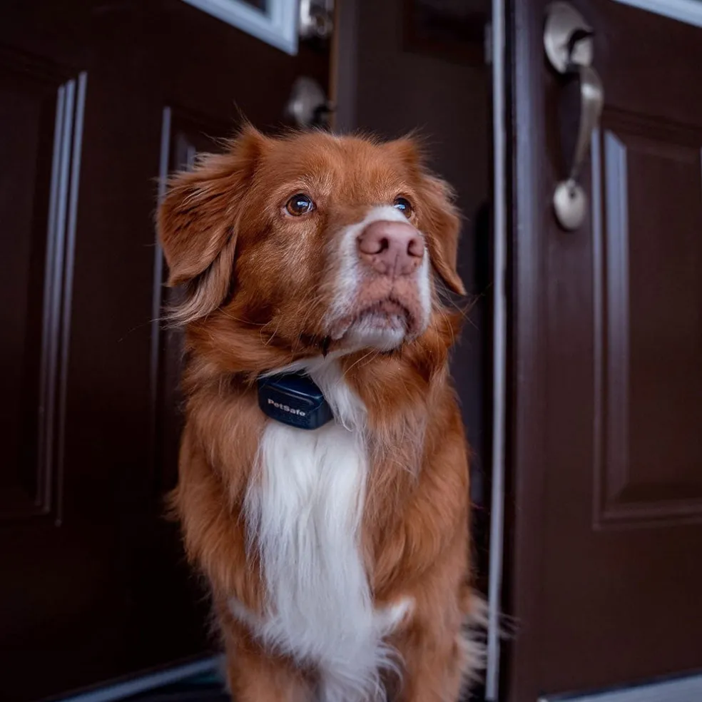 PetSafe Audible Bark Collar with Soundburst Technology