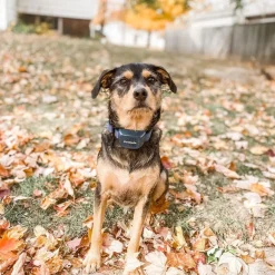 PetSafe Audible Bark Collar with Soundburst Technology